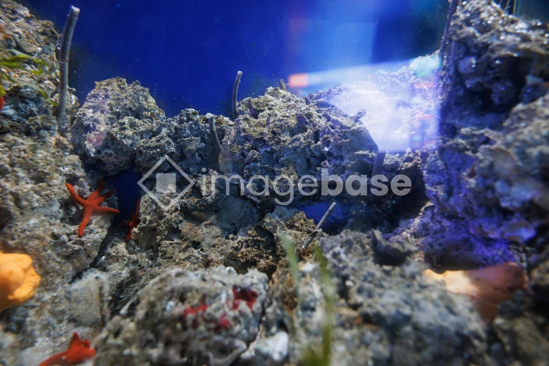 Underwater Coral Scene