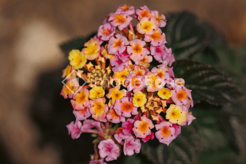 Vibrant Lantana Flowers