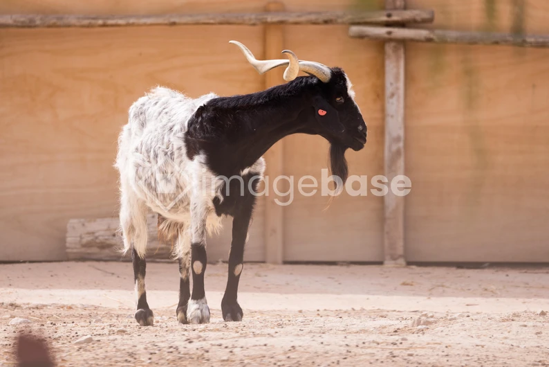 Portrait of a Goat