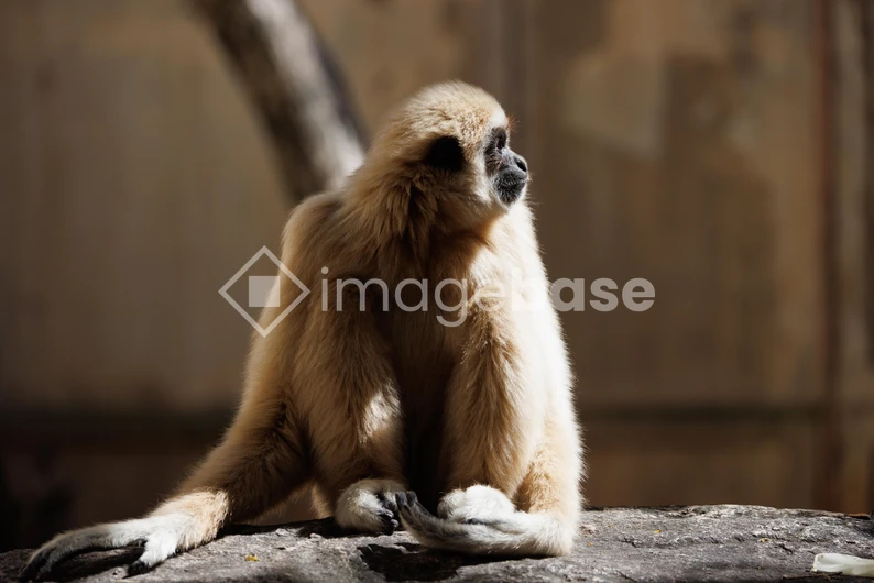 Contemplative Primate