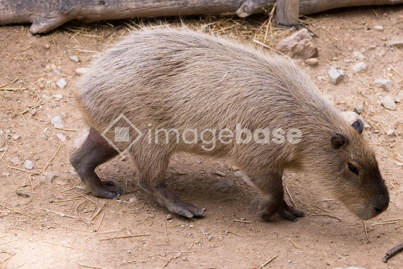 Capybara in Natural Habitat