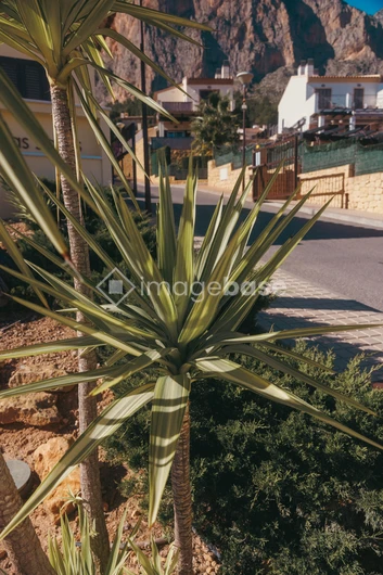 Sunny Street Scene with Yucca