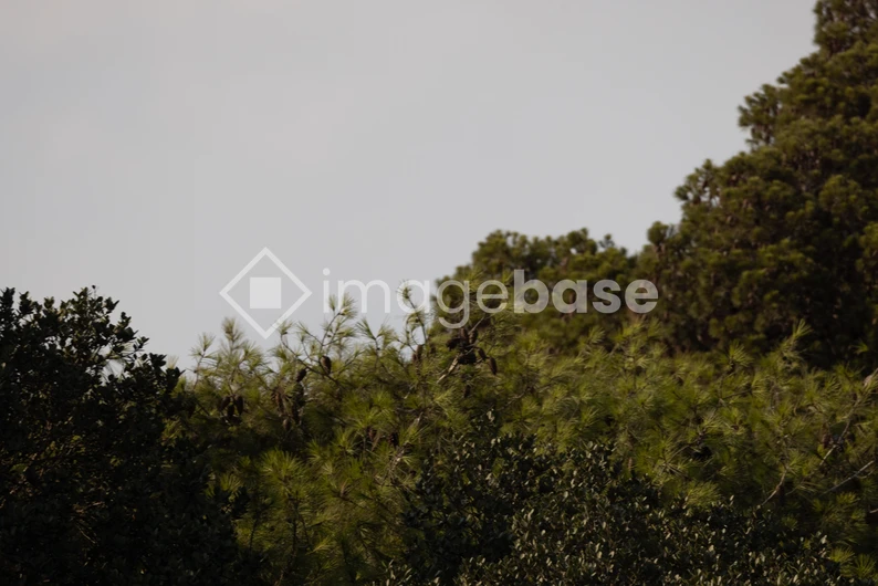 Green Canopy