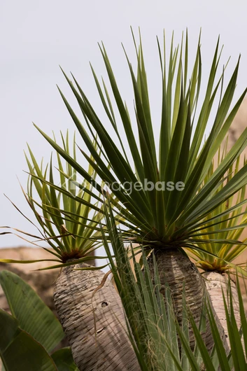 Spiky Desert Flora