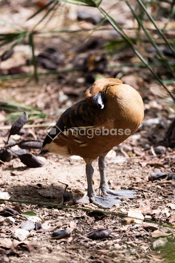 Bird in Natural Habitat