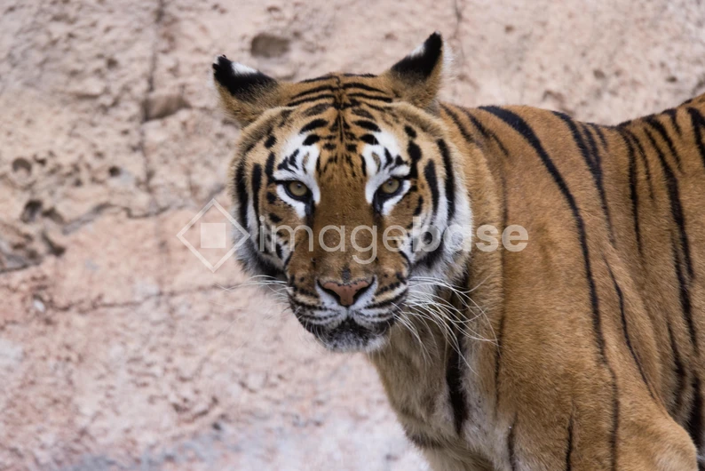 Tiger in the Wild