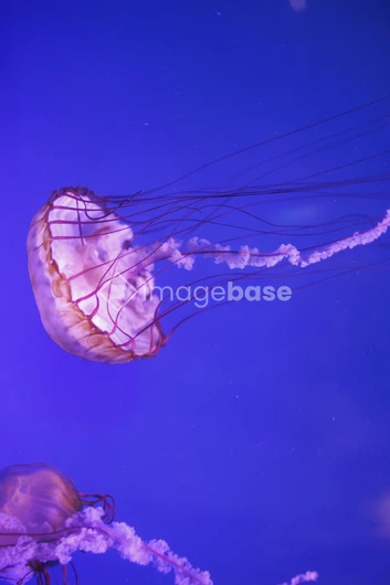 Captivating Jellyfish