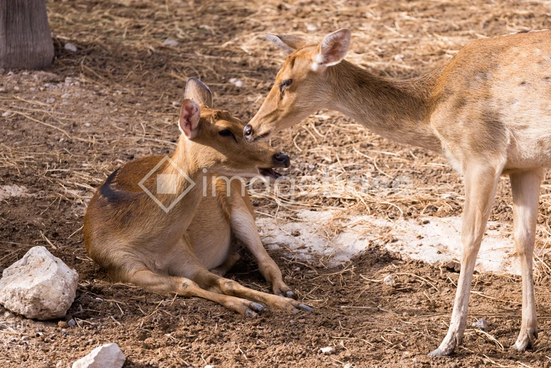 Deer in Natural Habitat