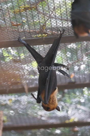 Hanging Bat in a Zoo Enclosure