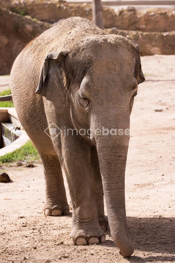 Elephant in a Natural Habitat