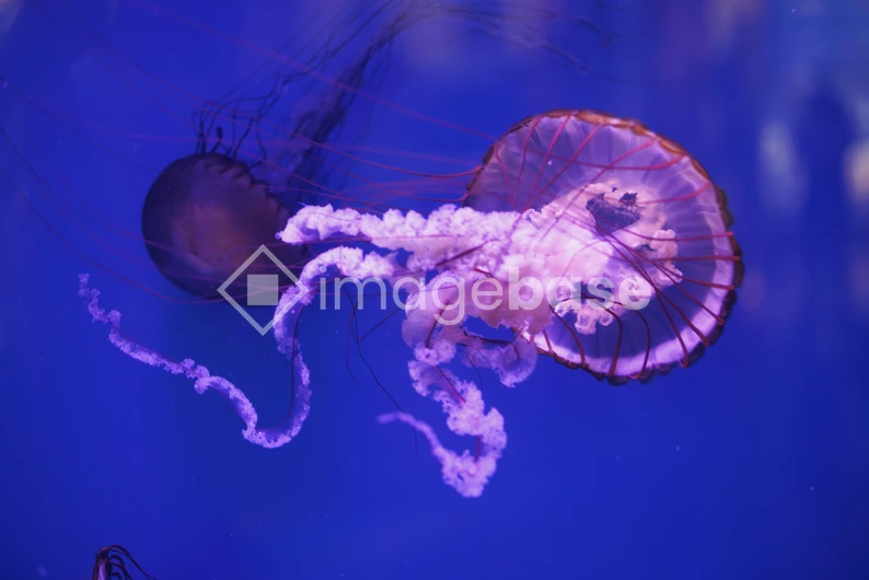 Mesmerizing Jellyfish