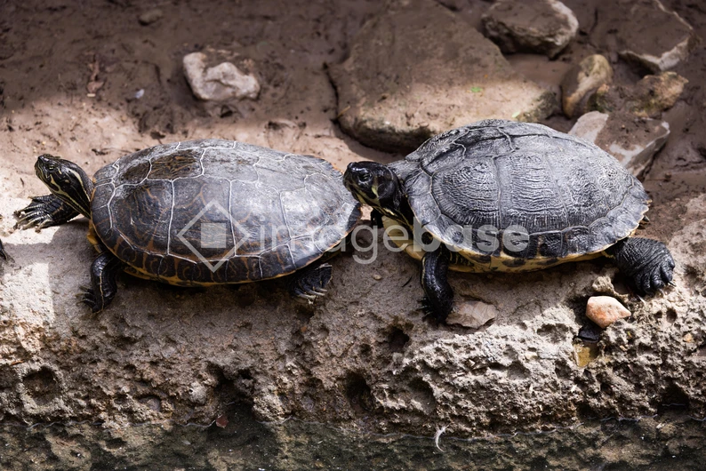 Pair of Turtles Resting on a Rock
