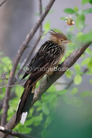 Colorful Bird Perched in Tree