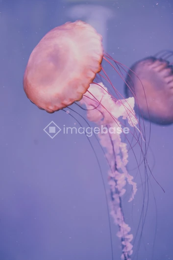 Graceful Jellyfish