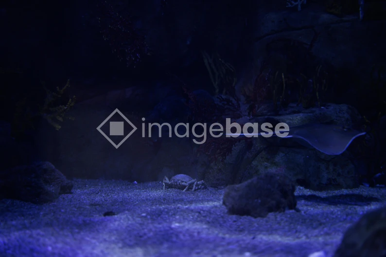 Underwater Night Scene