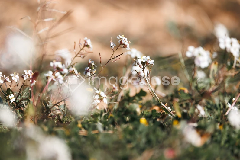 Wildflowers in Bloom