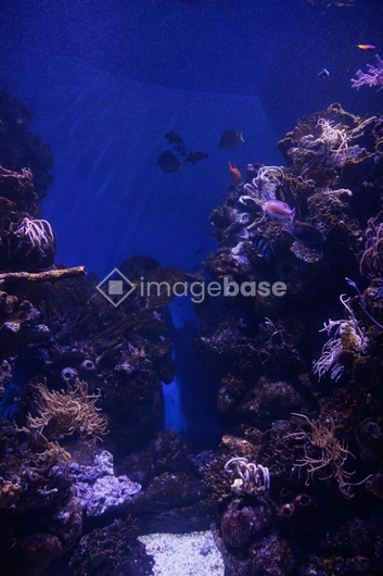 Underwater Coral Reef