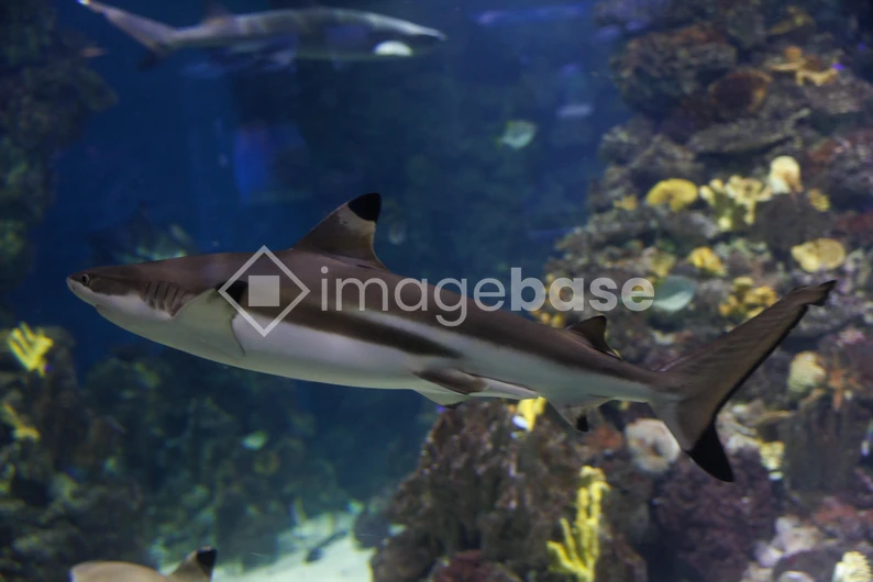 Shark in Aquarium