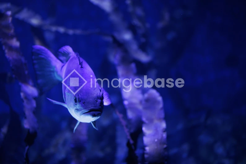 Majestic Fish in Blue Waters