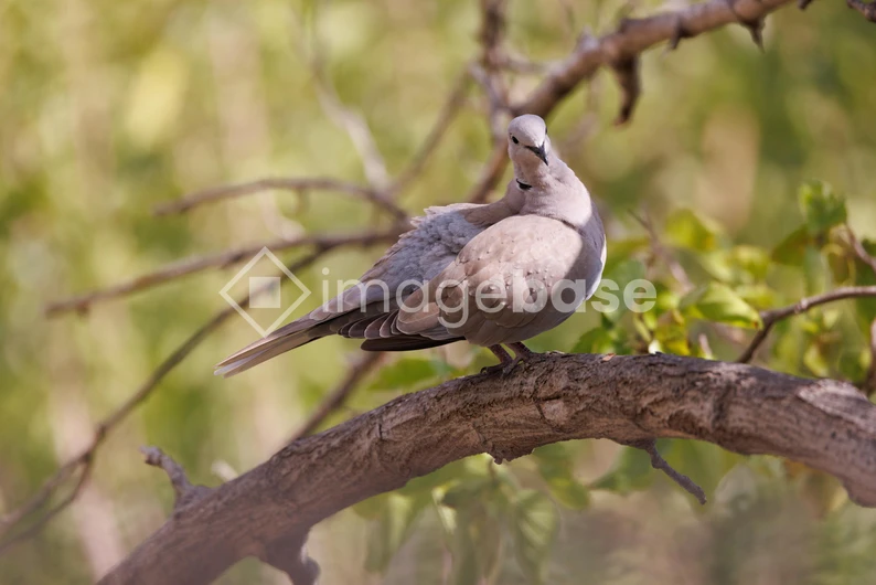 Serene Dove on a Branch