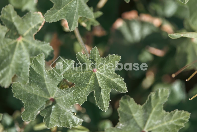 Textured Green Leaves