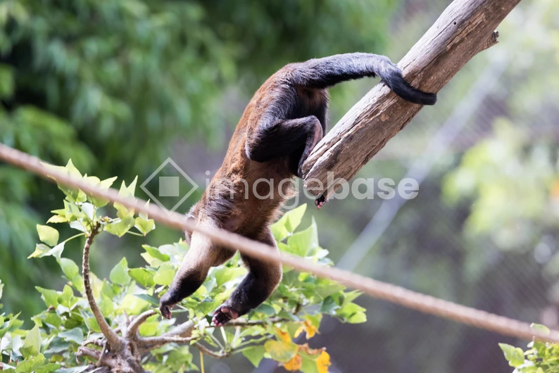 Monkey on a Branch