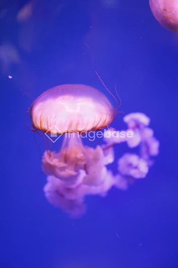 Graceful Jellyfish