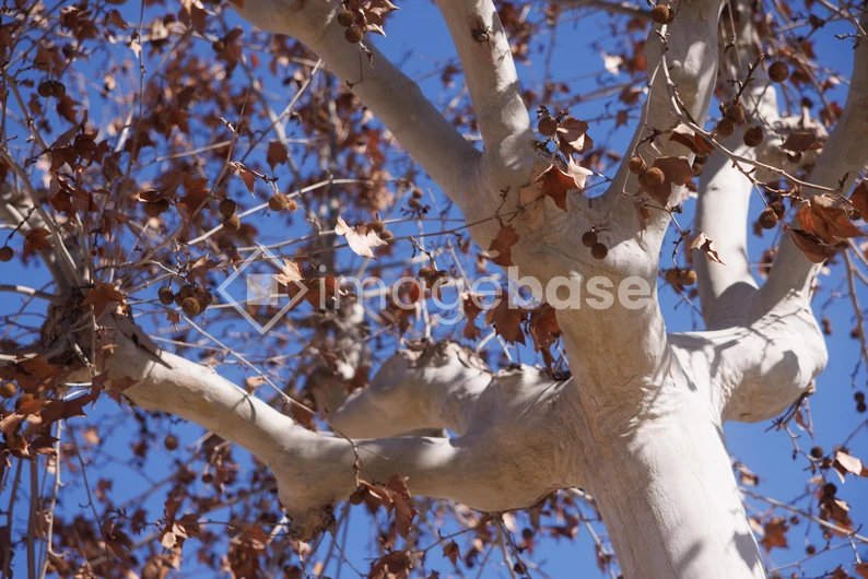 Winter Tree Against Clear Sky