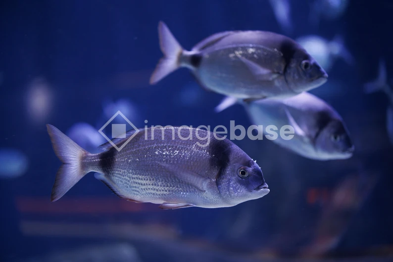 Fish in Marine Habitat