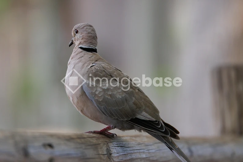 Dove Perched on Wooden Rail