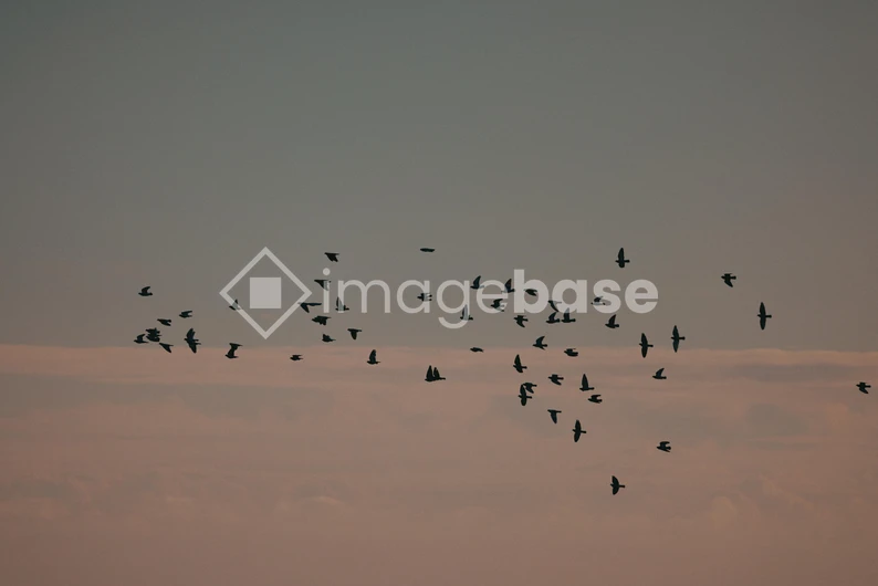 Flock of Birds at Dusk