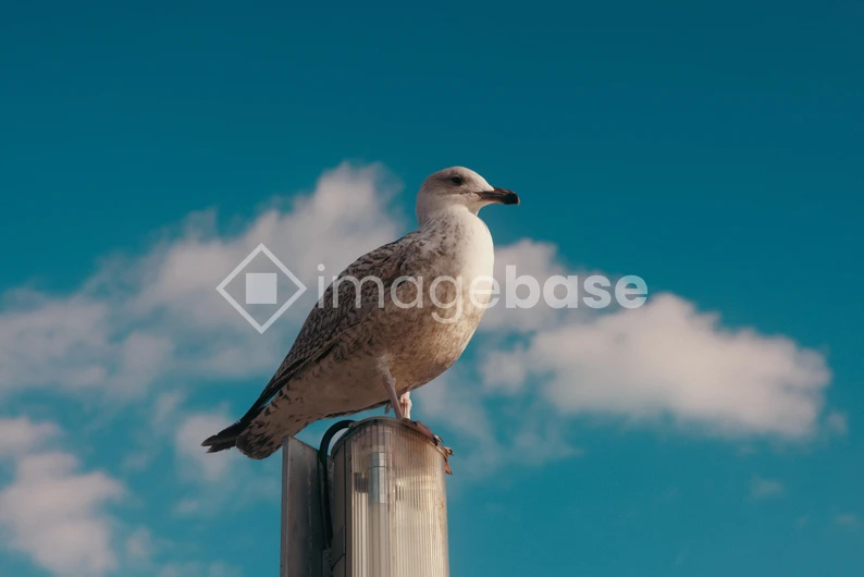 Seagull on a Post