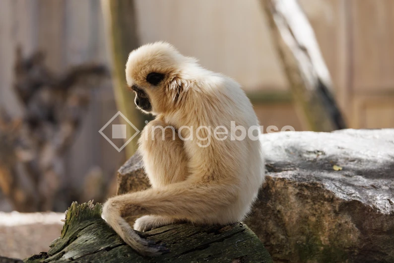 Contemplative Monkey