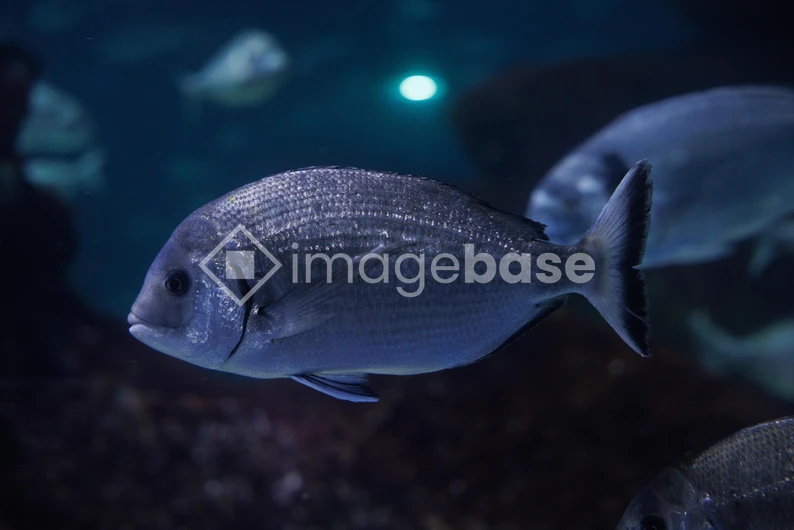 Underwater Serenity