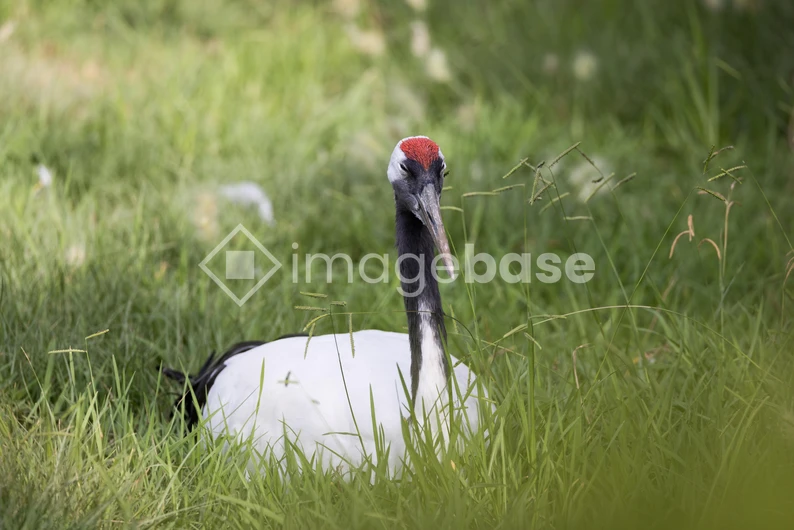 Resting Crane in the Grass