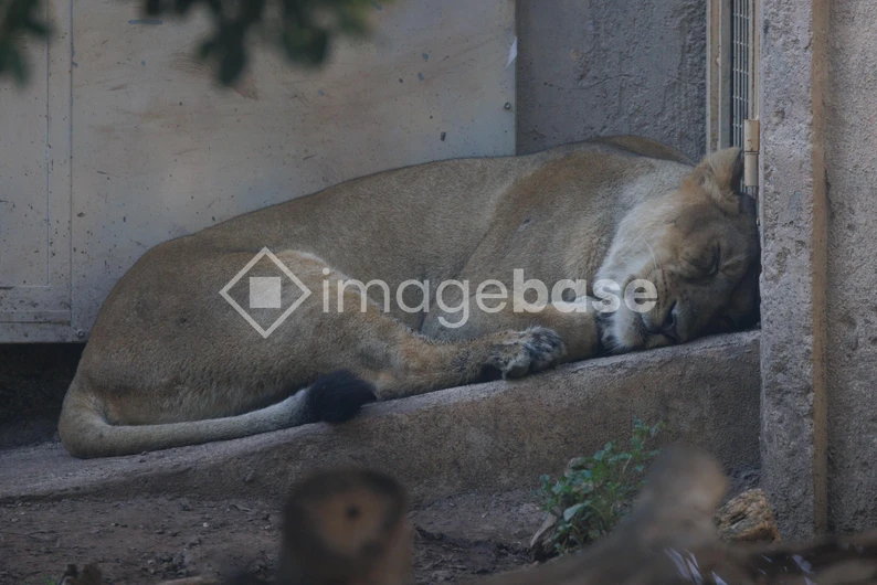 Resting Lioness