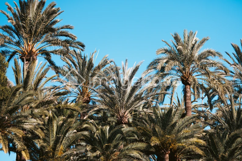 Palm Trees Under Blue Sky