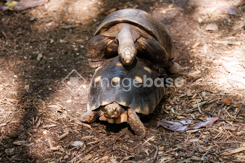 Tortoises in Natural Habitat