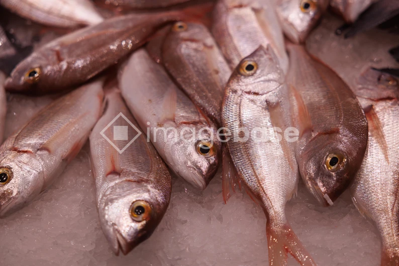 Fresh Fish on Ice