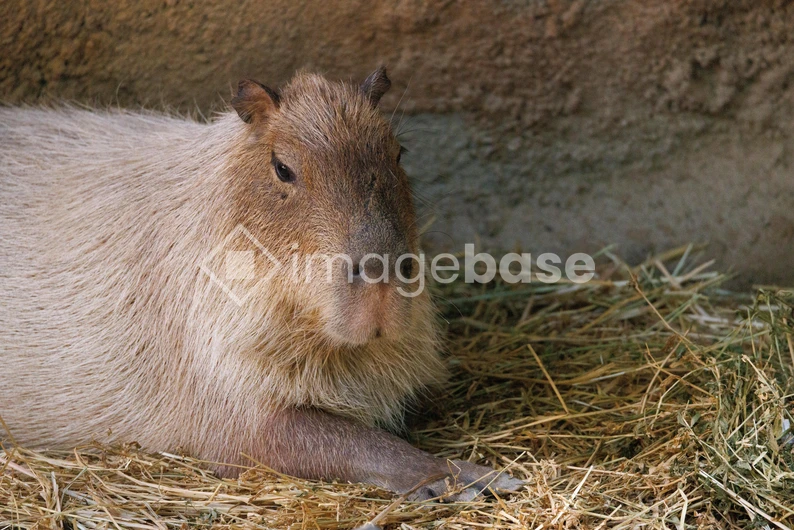 Resting Capybara
