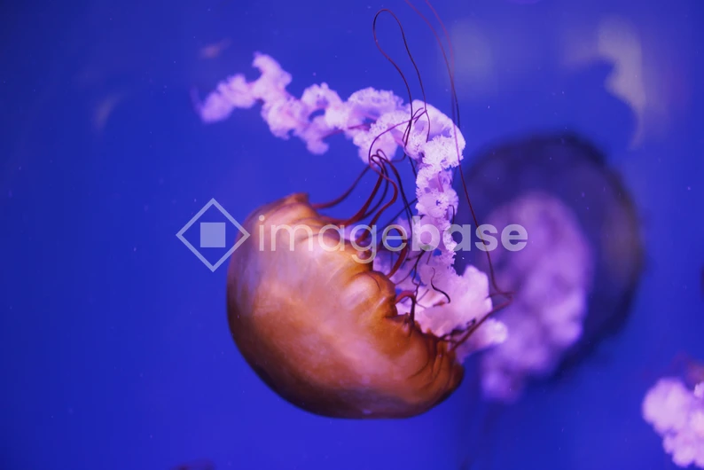 Graceful Jellyfish