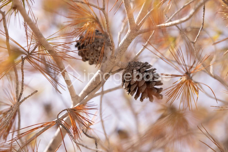 Pine Cones on a Branch