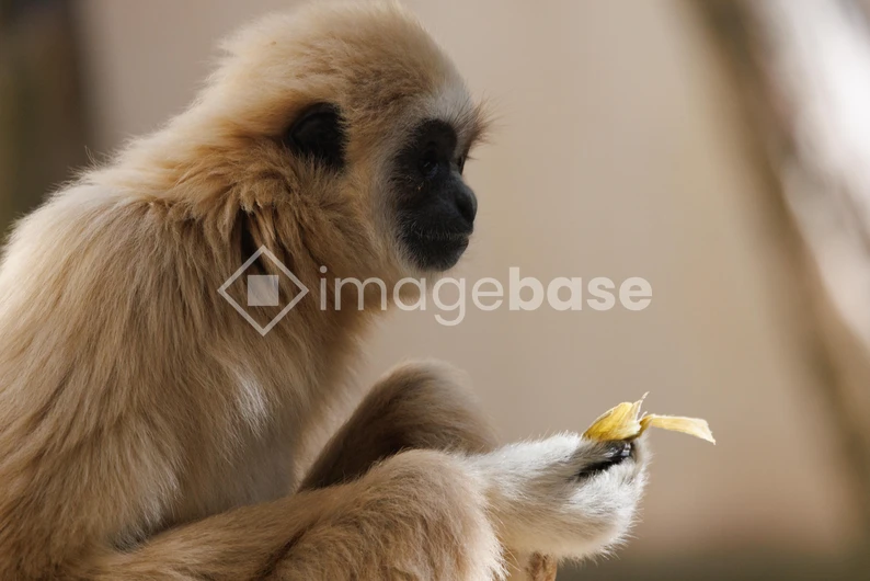 Serene Primate