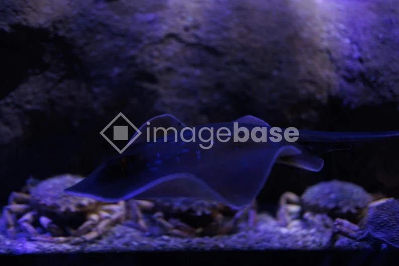 Underwater Scene with Stingray