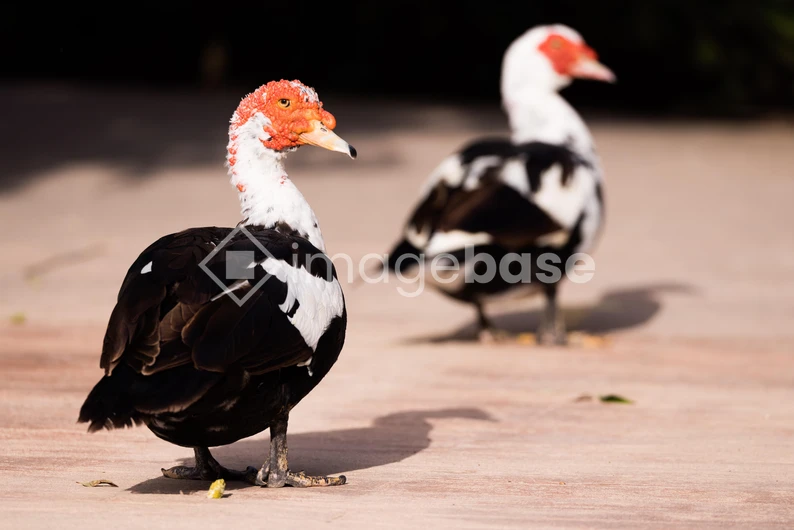 Colorful Ducks in Focus