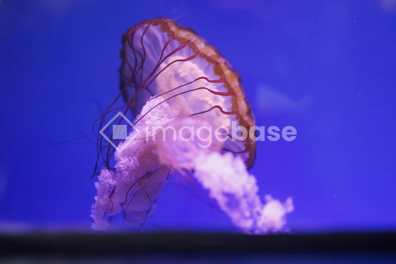 Graceful Jellyfish Underwater