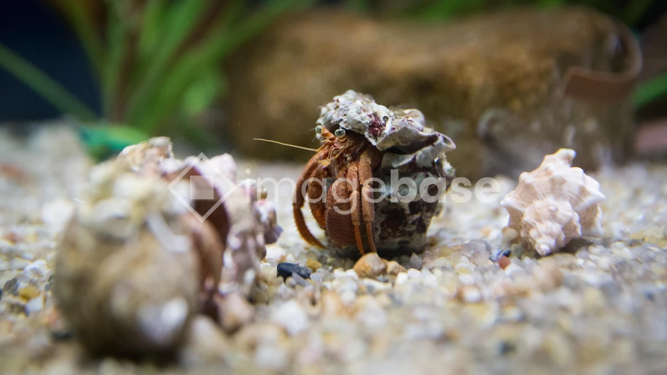 Hermit Crab on Sand