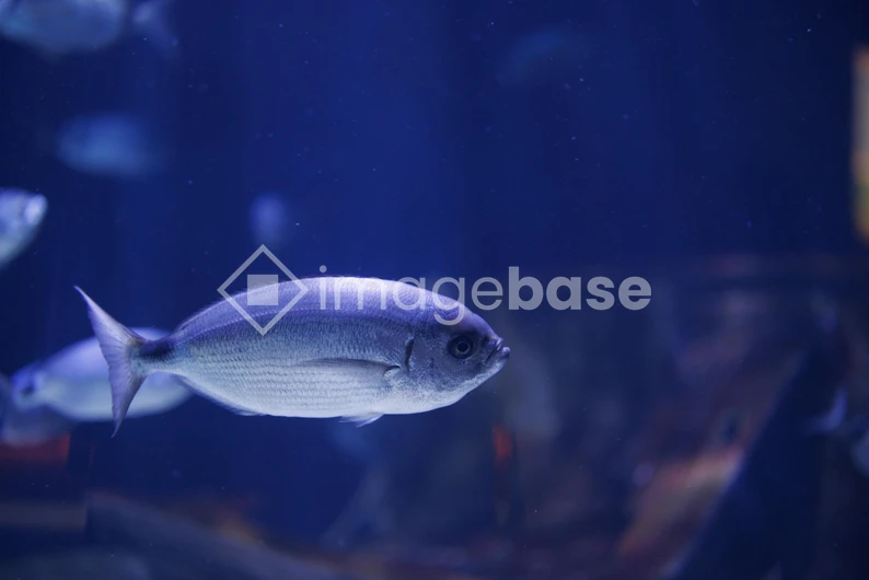 Underwater Serenity