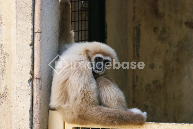 Gibbon Resting