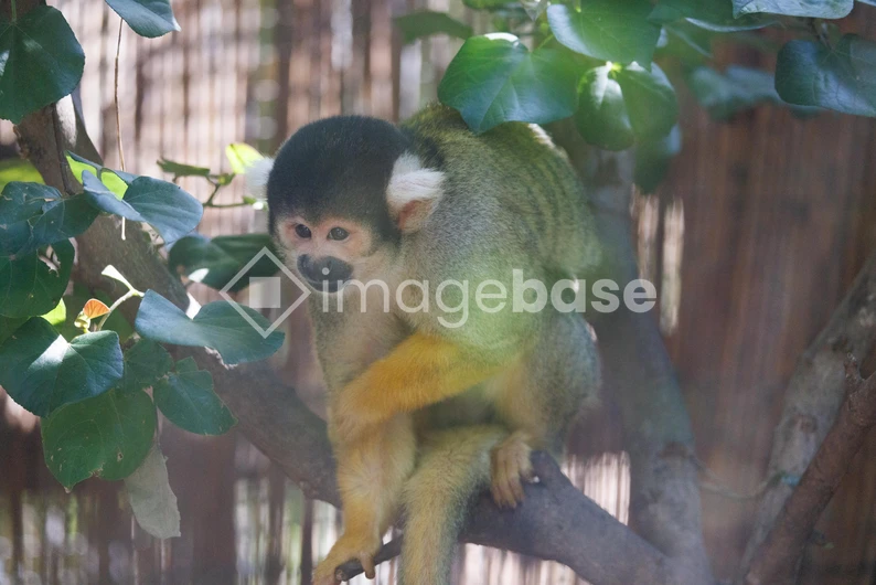 Squirrel Monkey in the Jungle